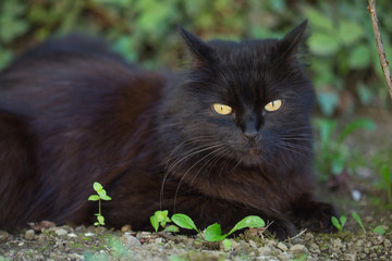 Chat