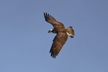 Osprey (Pandion haliaetus)