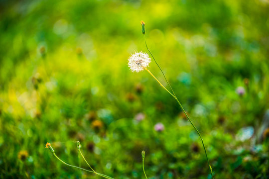 fluffy dandelion flower on a thin long stalk in the middle of the blurred background of green grass
