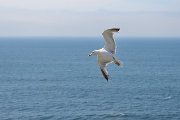 Fototapeta na wymiar seagull in flight over the ocean