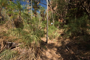 Der Weg zu Butterfly Gorge im Nitmiluk NP in Australien