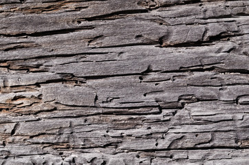  old rotten cracked wooden board