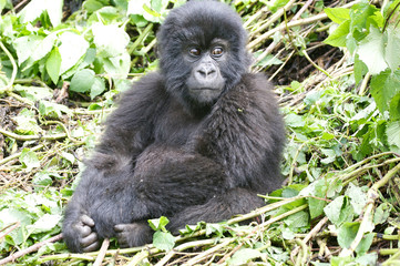 Young mountain gorilla