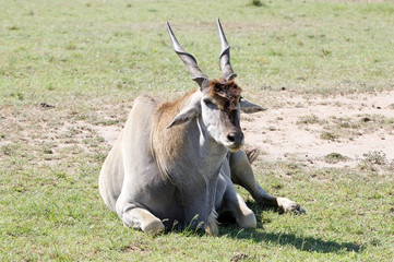 Common Eland (Tragelaphus or Taurotragus oryx)
