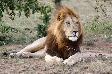Lion (Panthera leo)