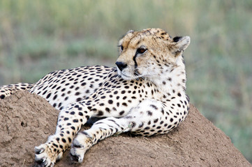 Cheetah