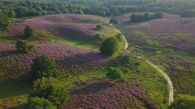Aerial of purple heather in bloom at national park the Posbank Veluwe Netherlands - 4K