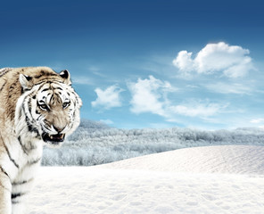 Tiger (Panthera tigris) and snow