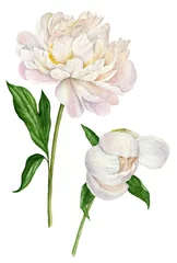 Aquarellillustration einer weißen Pfingstrose mit Blättern und Knospe. Satz florale Elemente isoliert auf weißem Hintergrund © Irina Violet