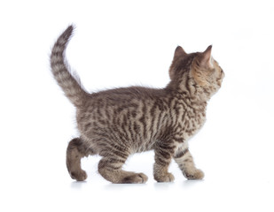 Walking cat side view isolated
