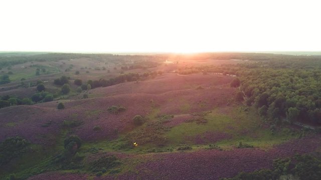 Aerial of purple heather in bloom at national park the Posbank Veluwe Netherlands - 4K