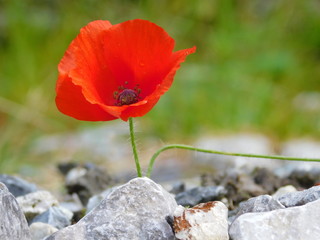 Mohnblume am Wegesrand