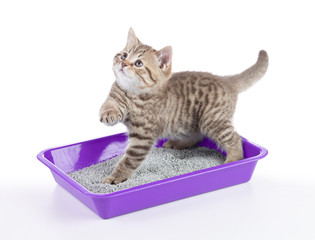 Obraz premium kot w pudełku taca z kuwetą na białym tle