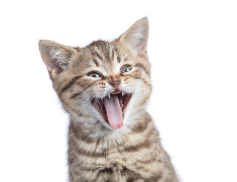 Funny cat portrait isolated