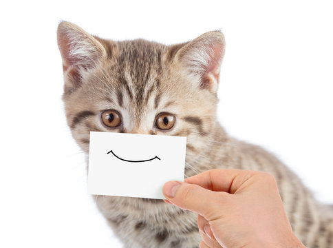 funny cat portrait with smile on cardboard