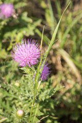 thistle