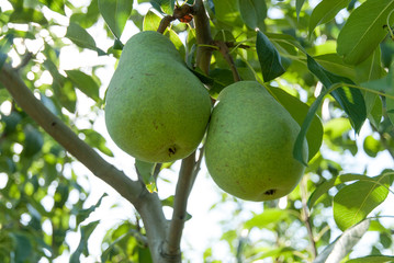 autumn pears ripening in the tree