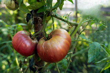 Large tomatoes grown in the organic garden