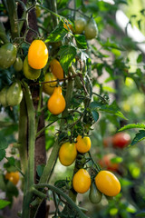 Yellow organic cherry grown in the home garden