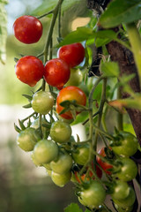Red cherry grown in the garden, early in the morning