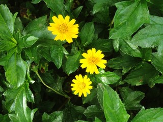 Melampodium Divaricatum or Little Yellow Star flower