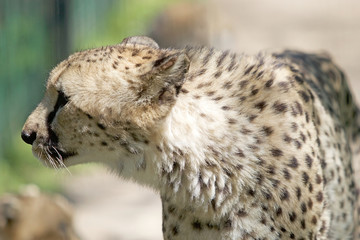 Cheetah (Acinonyx jubatus)