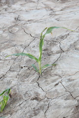 Trockene Erde - Dürre - Landwirtschaft