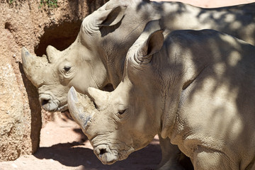 Fototapeta premium White rhinoceros (Ceratotherium simum)