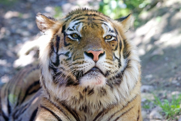 Tiger (Panthera tigris)