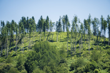 Hills Forest