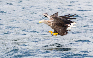 White Tailed Eagle