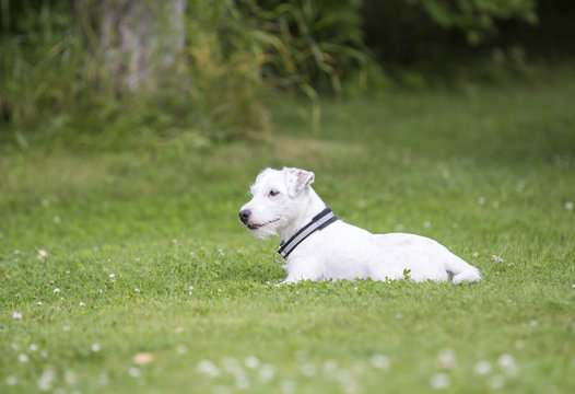 Parson russell terrier puppy outdoors. The puppy is laying on the green grass field.
