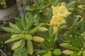 Yellow Gladiolus on green background