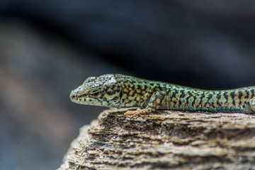 Lizard on the rocks