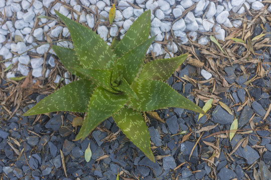 Plant of Aloe Maculata