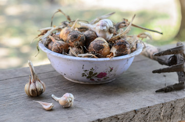 Лук и чеснок в тарелке на деревянном столе на фоне огорода
