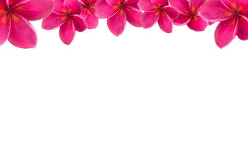 Fototapeta na wymiar plumeria pink flower with isolated background