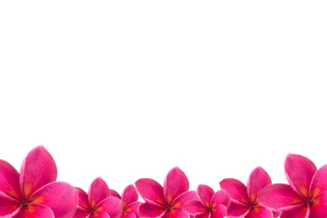 Naklejka na ściany i meble plumeria pink flower with isolated background