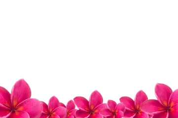 Foto op Canvas plumeria pink flower  with isolated background © jumjie
