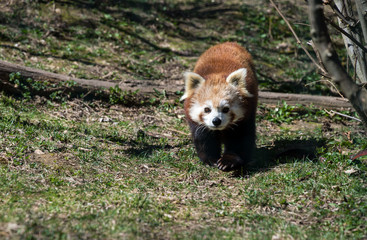 Red panda or ailurus fulgens