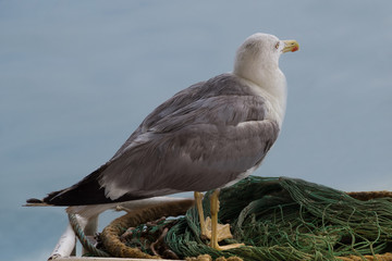 Close up view of lone seagull standing on a fisherman net, looking at the sea.