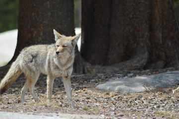 yosemite ouest americain