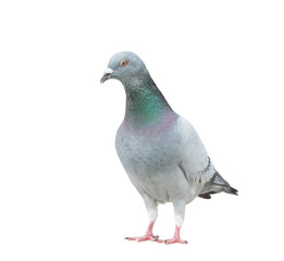 full body of check color homing pigeon show pattern body and wing isolated white