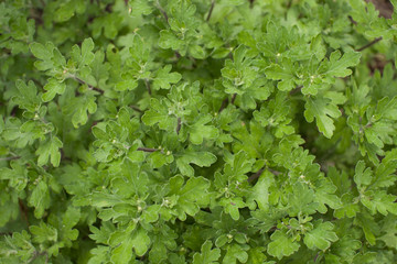 Background image of green plants. Place for text.
