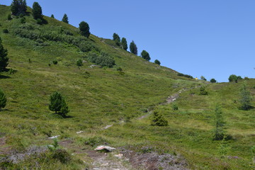 Wiesenlandschaft in den Bergen