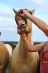 The teeth of a horse