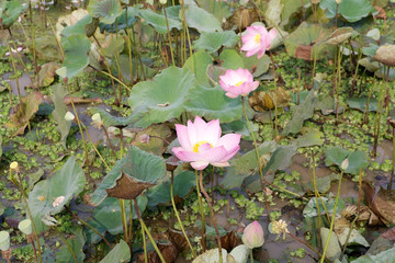 Lotus flower (Nelumbo nucifera)