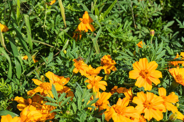 orange flowers blooming