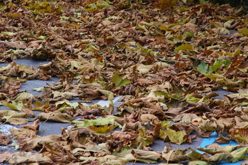 Herbstlaub