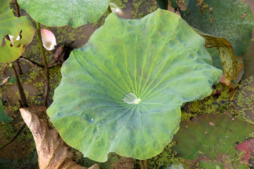 Lotus flower (Nelumbo nucifera)